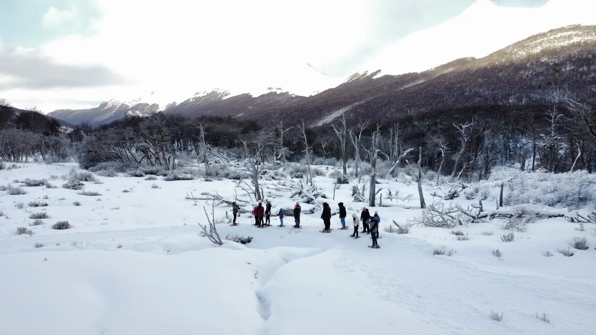 Grupo caminando con raquetas entre árboles nevados del bosque fueguino